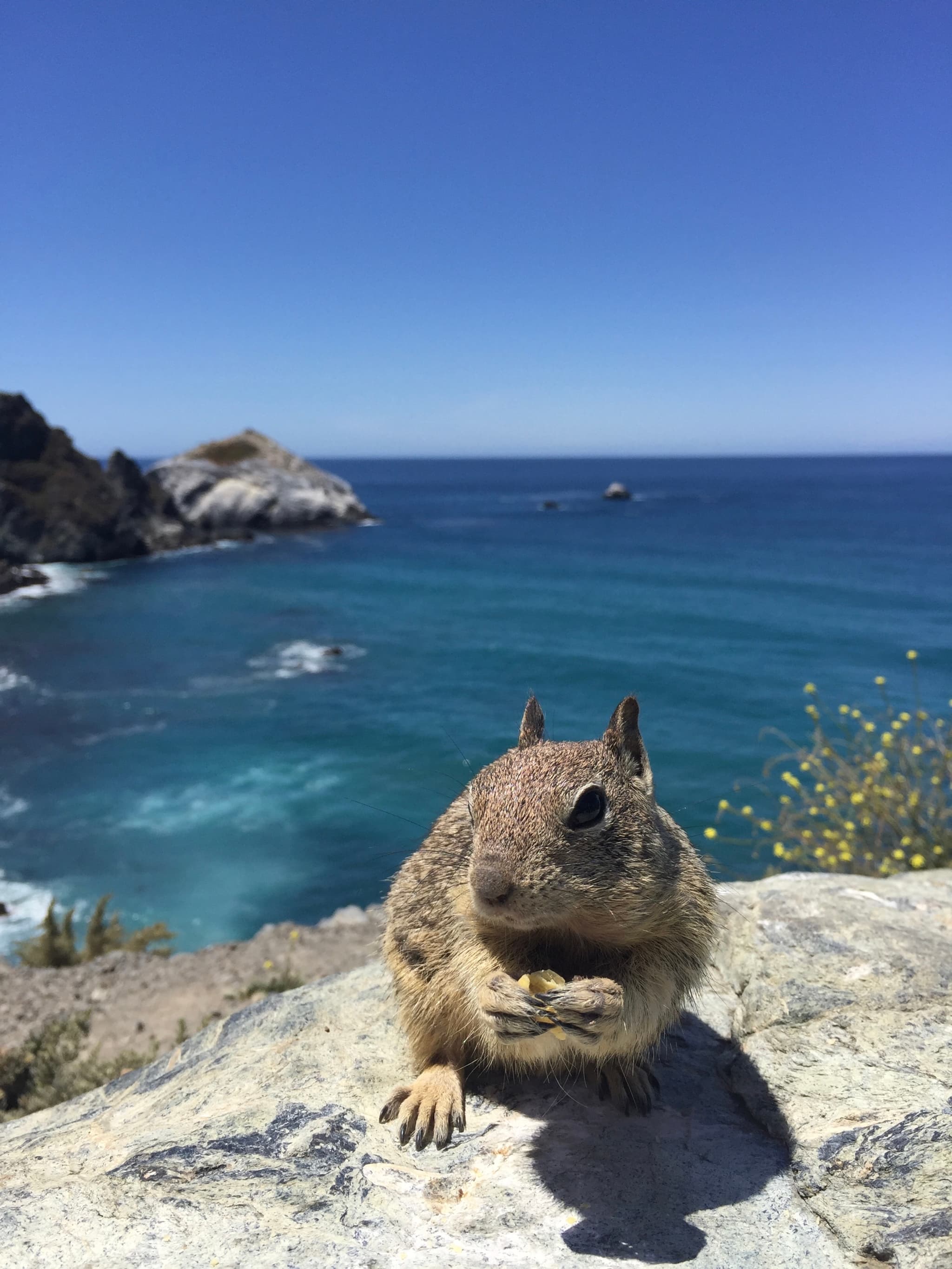 The Squirrel and The Sea