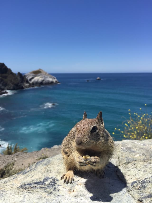 The Squirrel and The Sea